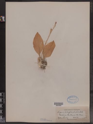 Liparis liliifolia