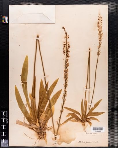 Aletris farinosa