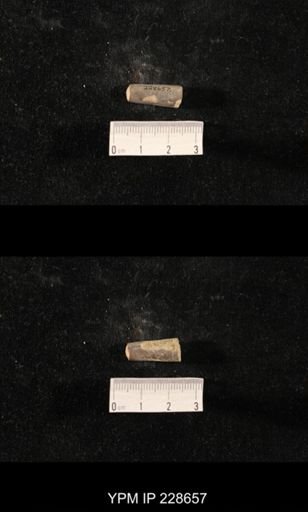 Orthoceras