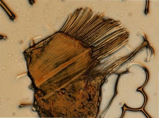 Lepidonotus sublevis