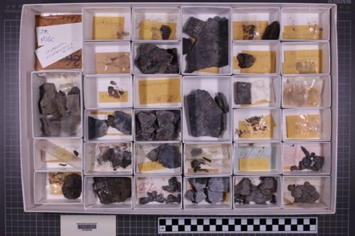 mixed taxa, stratigraphic collection