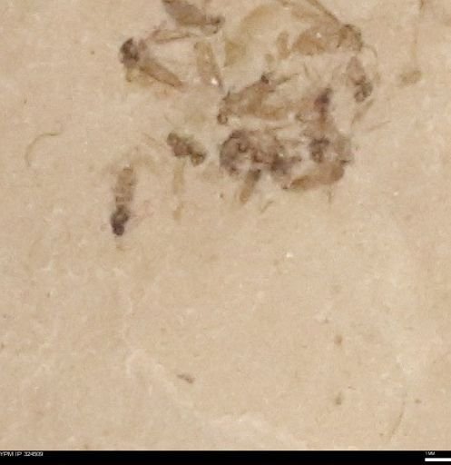 undet. Insecta
