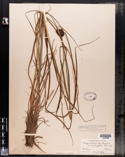 Scirpus atrocinctus