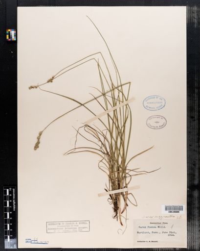 Carex foenea