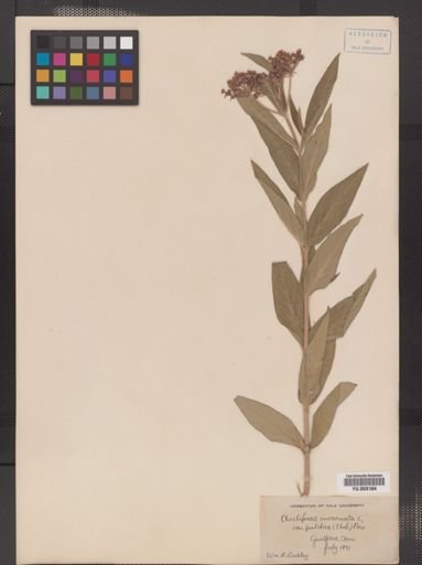 Asclepias incarnata