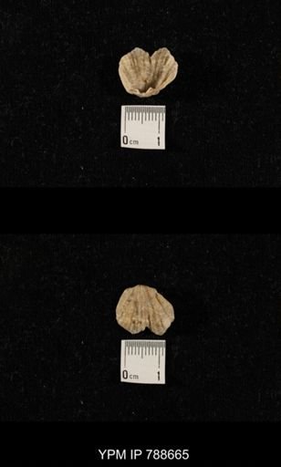 undet. Brachiopoda
