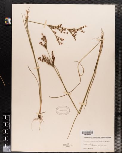 Juncus brevicaudatus