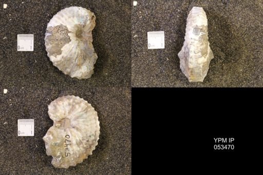 Jeletzkytes nebrascensis