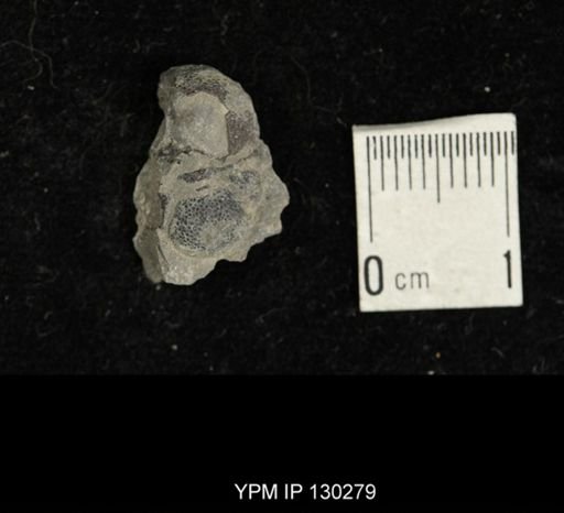 Eldredgeops rana