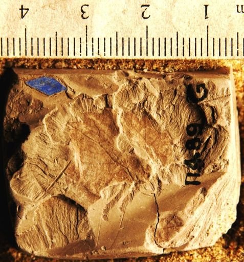 Cissites crispus