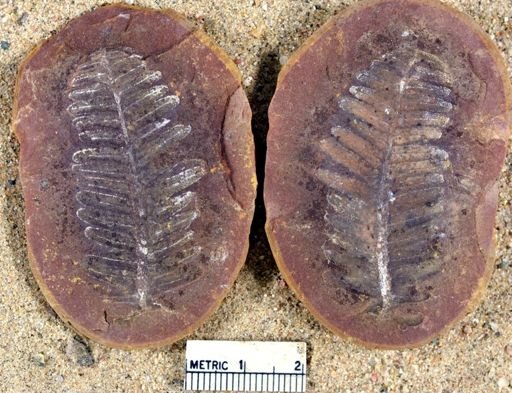 Pecopteris