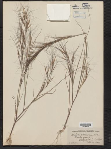 Aristida tuberculosa