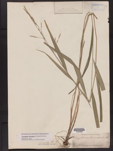 Oryzopsis racemosa