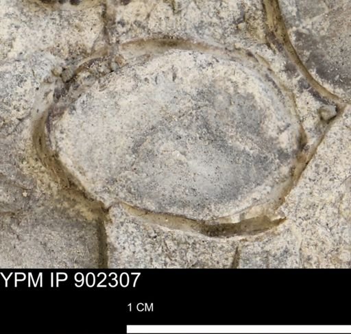 Baculites?