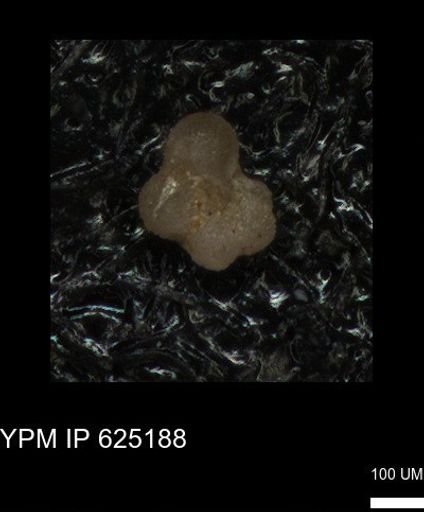 Rugoglobigerinidae?