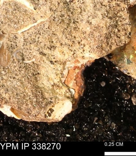 undet. Bivalvia