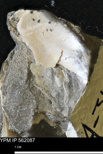 undet. Bivalvia