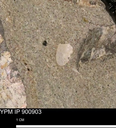 undet. Mollusca
