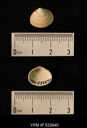 Macoma calcarea