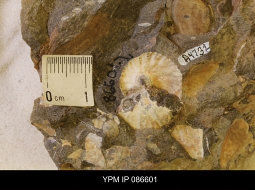 undet. Scaphitidae