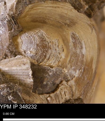 Limopsis striatopunctatus