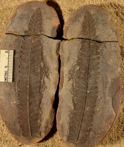 Pecopteris