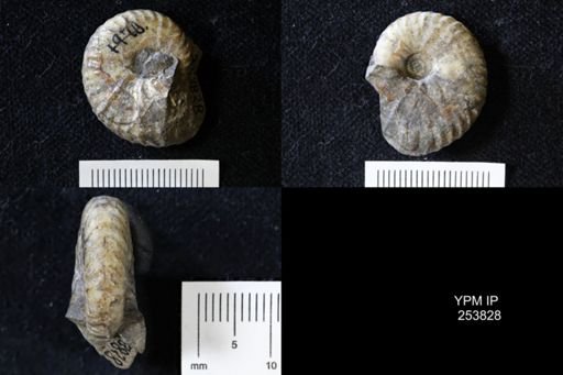 Scaphites nicolleti