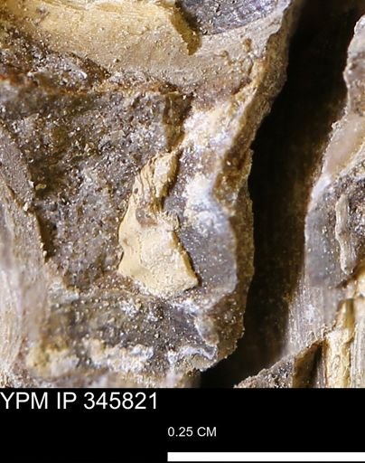 undet. Mollusca