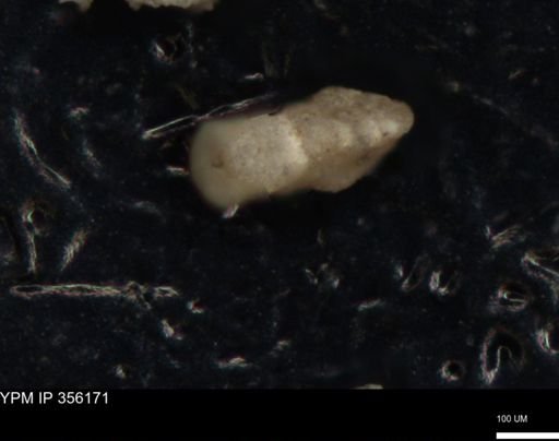 undet. Foraminiferida