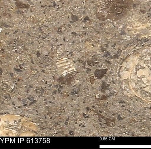 Scaphites sp.