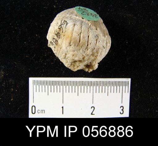 Uncinulus pyramidatus