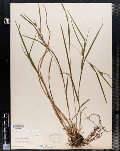 Carex amphibola