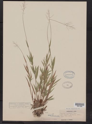 Panicum lanuginosum