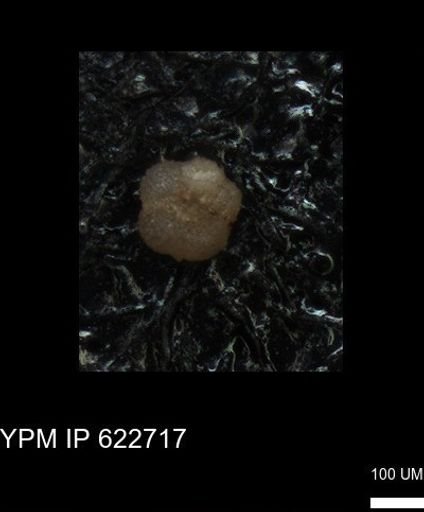 undet. Foraminiferida