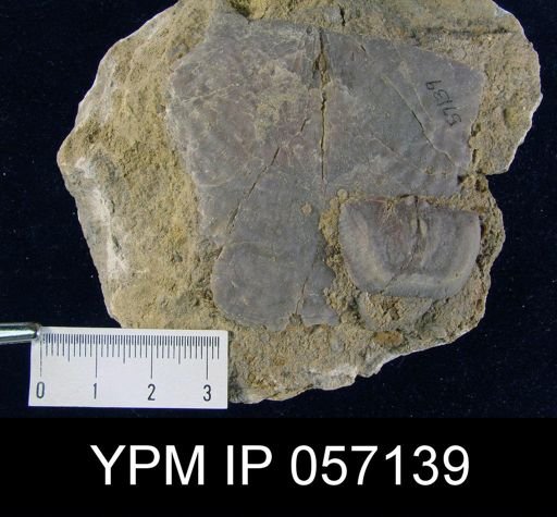 Leptostrophia beckii