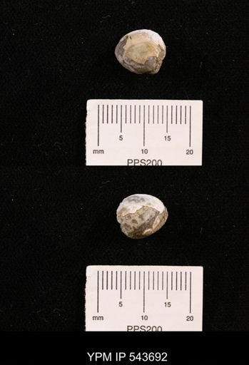 Protocardia sp.