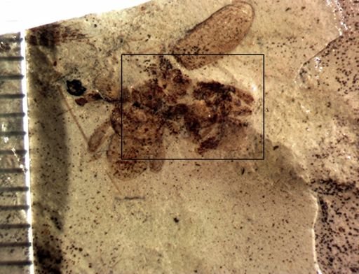 undet. Arachnida