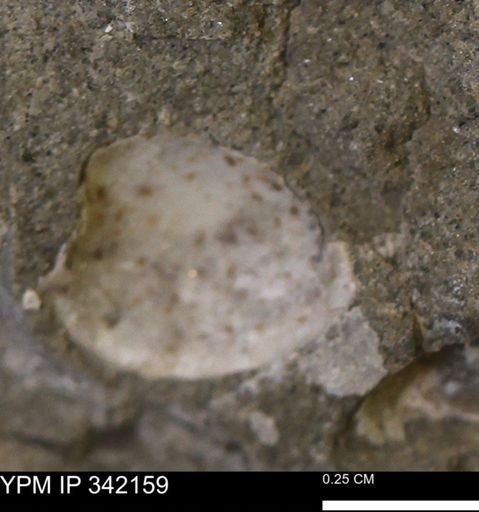 undet. Bivalvia