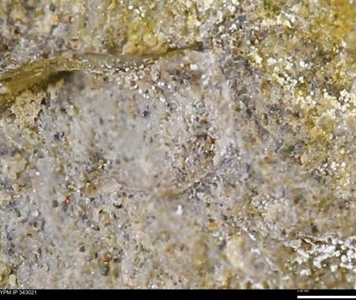 undet. Bivalvia