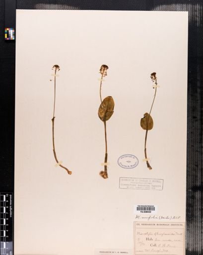 Malaxis unifolia
