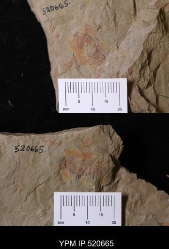 undet. Arthropoda