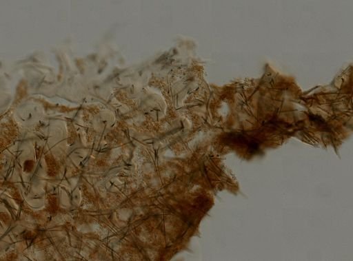 Axinella sp.
