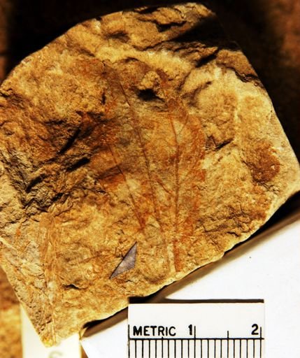 Cinnamomum scheuchzeri