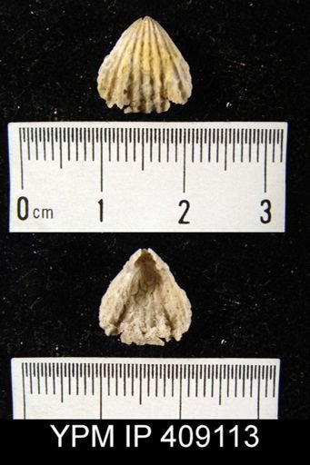 undet. Rhynchonellida
