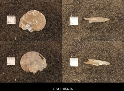 Sphenodiscus lenticularis