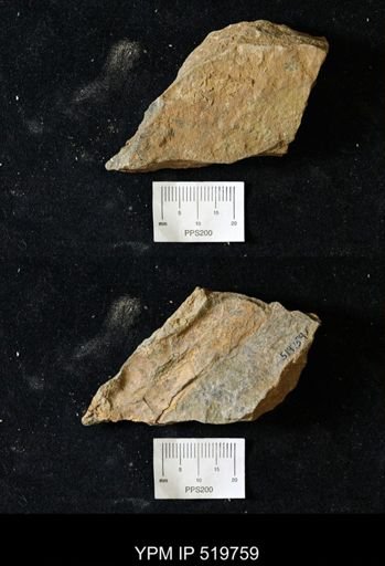 Eocrinoidea?