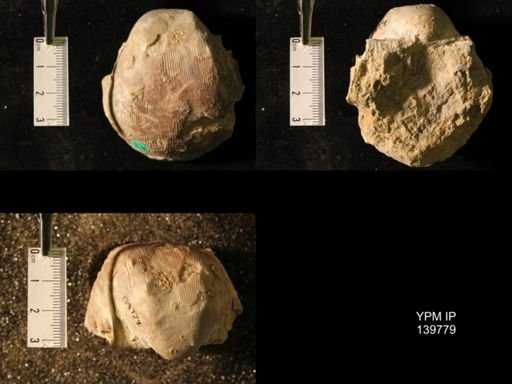 Productus (Linoproductus) lineatus