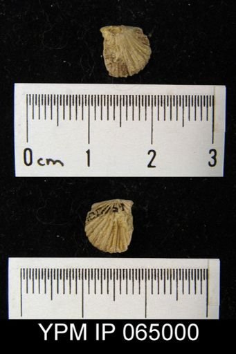 Schizoramma fissiplicata