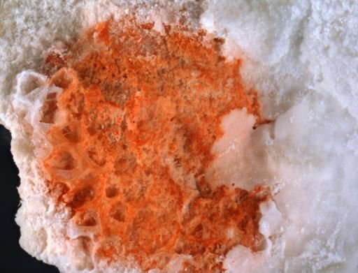 Antropora nr. granulifera