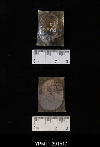 Scaphites whitfieldi